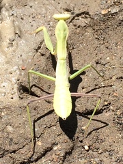 Hierodula timorensis