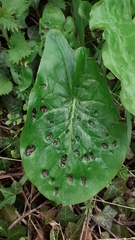 Melanustilospora ari