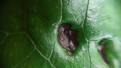 Melanustilospora ari