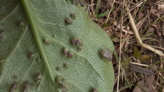 Melanustilospora ari