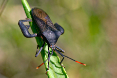 Anoplocnemis curvipes