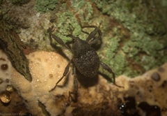 Onidistus araneus