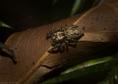 Paraphilaeus daemeli