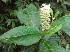 Phytolacca japonica