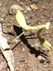 Hierodula timorensis