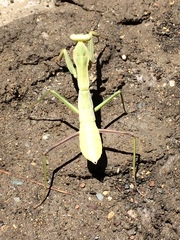 Hierodula timorensis