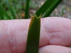 Lomandra densiflora