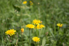 Scorzoneroides autumnalis