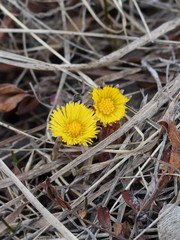Tussilago farfara