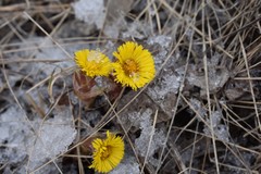 Tussilago farfara