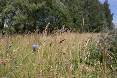 Cichorium intybus
