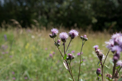 Cirsium arvense