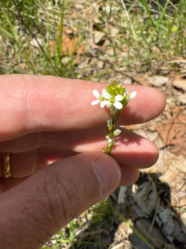 Arabis pycnocarpa, photograph 6