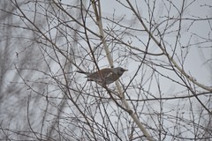 Turdus pilaris