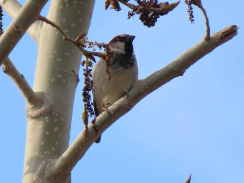 House Sparrow