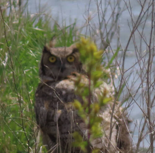 Great Horned Owl