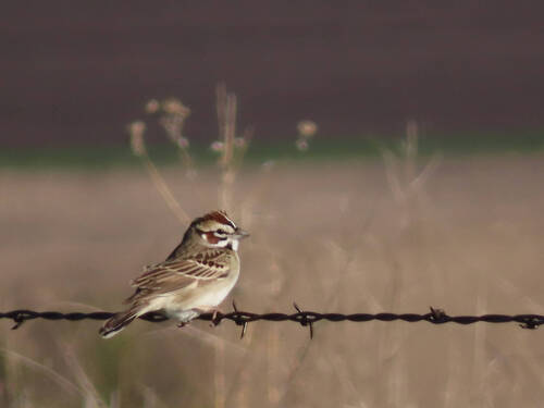 Lark Sparrow