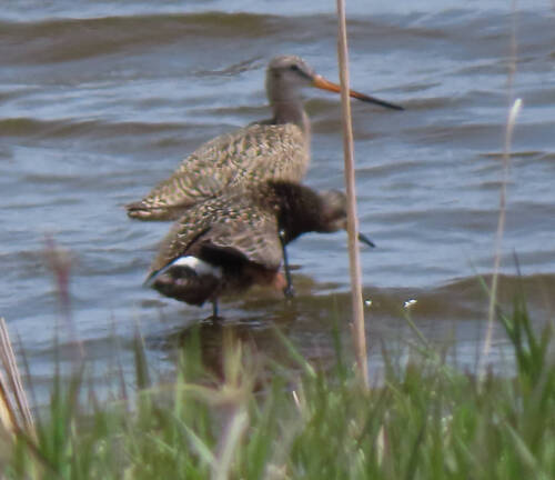 Marbled Godwit