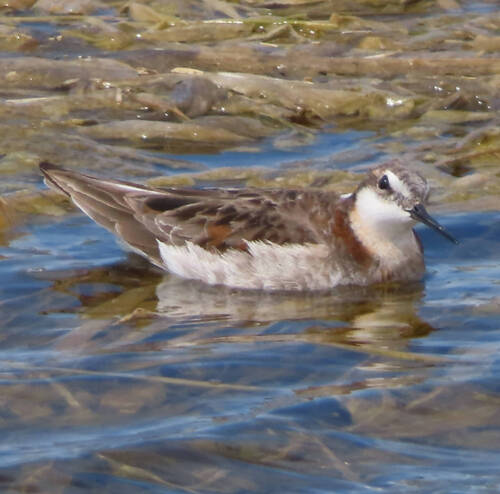 Wilson's Phalarope