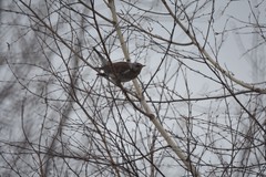 Turdus pilaris