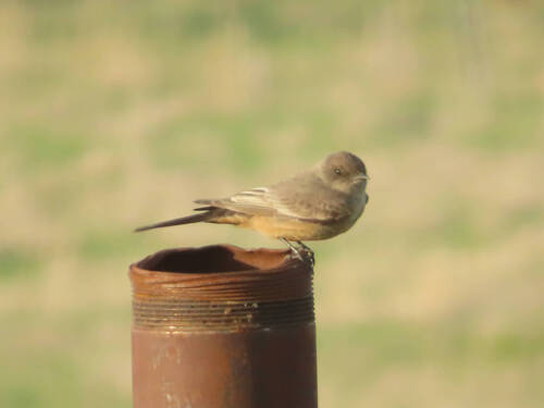 Say's Phoebe