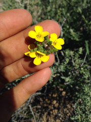 Physaria tenella