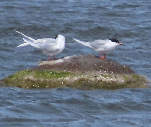 Forster's Tern