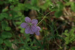 Geranium dahuricum