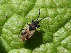 Scolopostethus decoratus