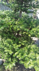 Abies koreana