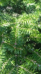 Abies koreana