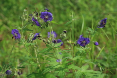 Geranium platyanthum
