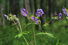 Geranium platyanthum