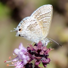 Theclinesthes miskini