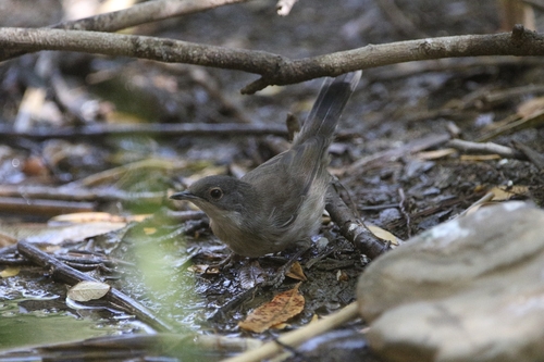Sardinian Warbler