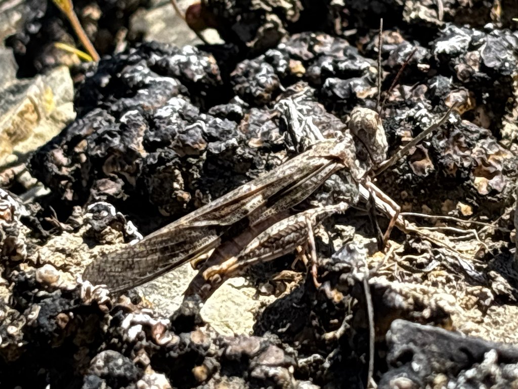 Pallid-winged Grasshopper