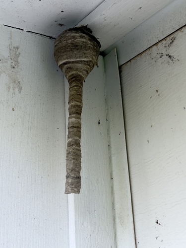 Bald-faced Hornet
