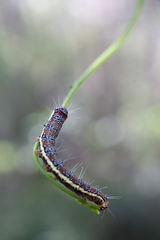 Hecatesia fenestrata