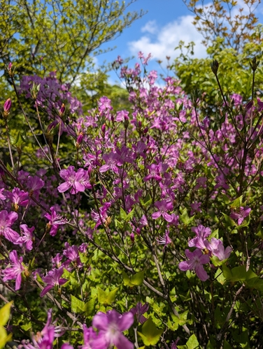 Rhododendron nudipes iNat (3)
