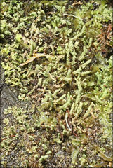 Cladonia ramulosa