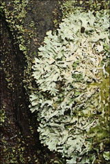 Hypogymnia subphysodes