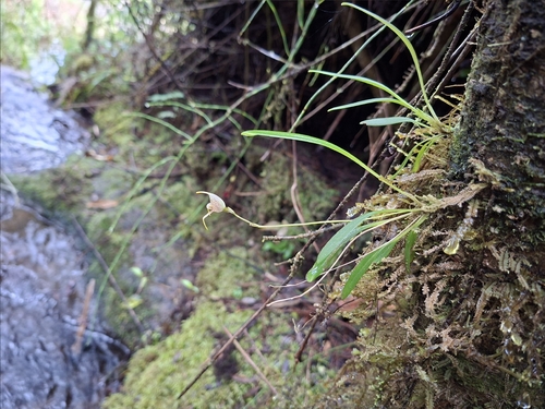 Masdevallia amanda, photograph 5