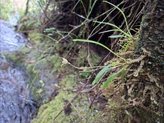 Masdevallia amanda, photograph (c) Daniel Mesa, some rights reserved (CC BY)