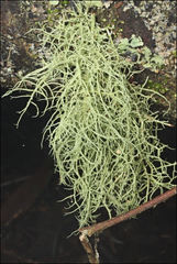 Usnea inermis