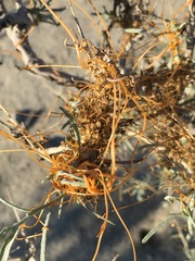 Cuscuta psorothamnensis