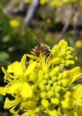 Andrena flavipes