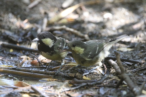 Algerian Coal Tit