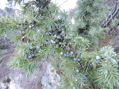 Juniperus communis communis