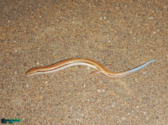 Ophiomorus tridactylus