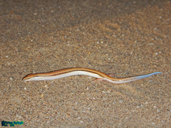 Ophiomorus tridactylus